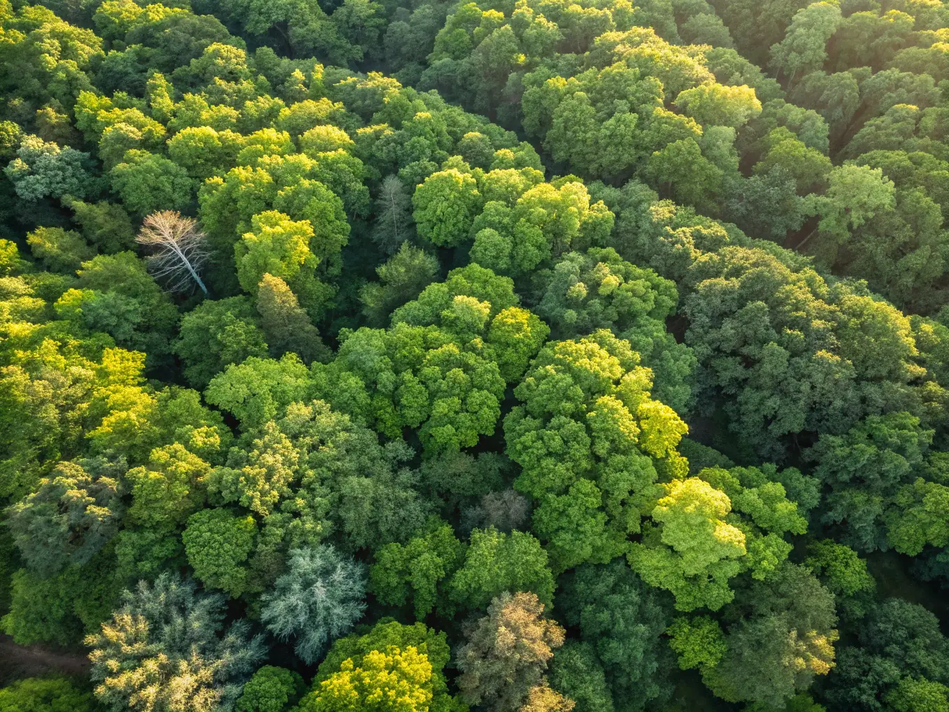 A serene landscape showing a diverse forest ecosystem, symbolizing the areas SOC aims to protect through environmental impact studies.